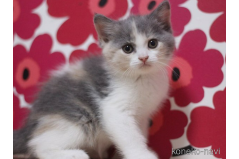 成約済の東京都のスコティッシュフォールド-71211の2枚目